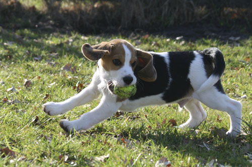 Beagler&uuml;de mit Tennisball
